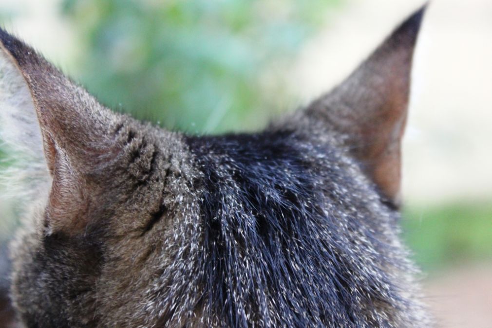 Bezpłatna sterylizacja i kastracja kotów  wolnożyjących