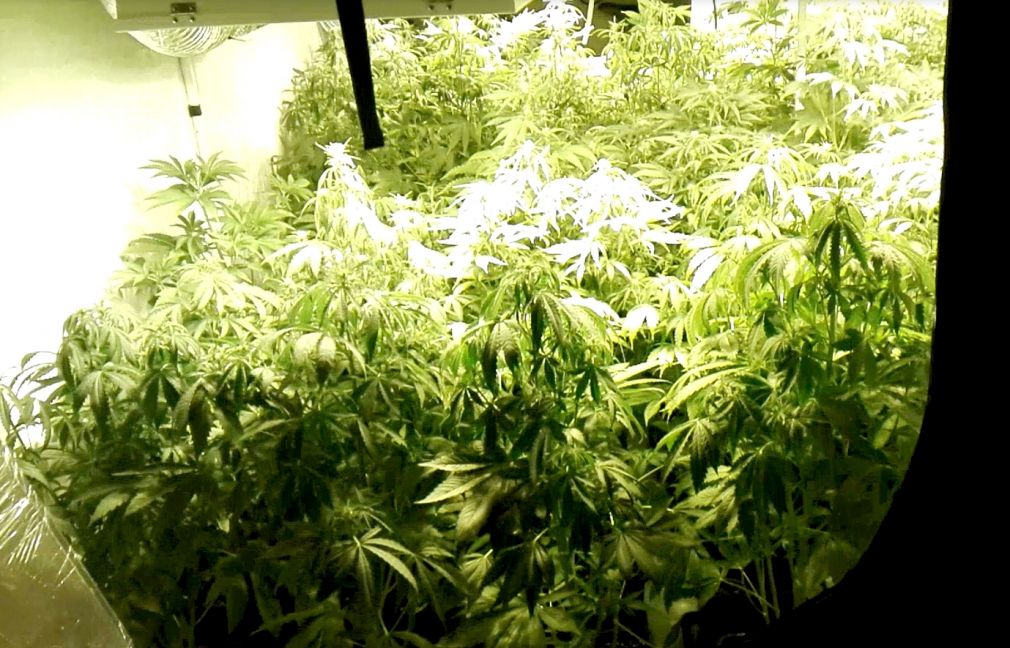 Marihuana nie trafi już na teren powiatu grójeckiego - wpadka plantatora konopii