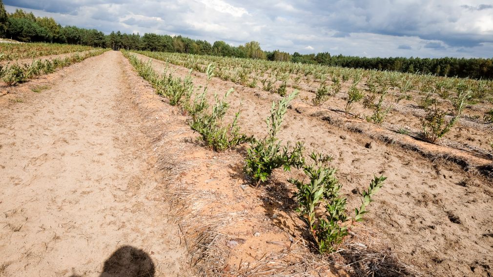 Borówka wysoka  – nowe plantacje wymagają rozwagi, cz.I