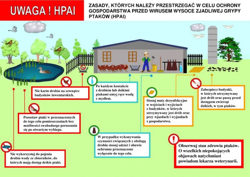 Apel Ministra Rolnictwa do hodowców drobiu - uwaga na ptasią grypę