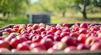 Egipt i Algieria odbiorcą naszych jabłek zamiast Rosji?